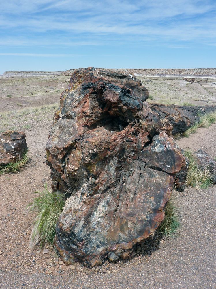 Giant logs FP (13).JPG